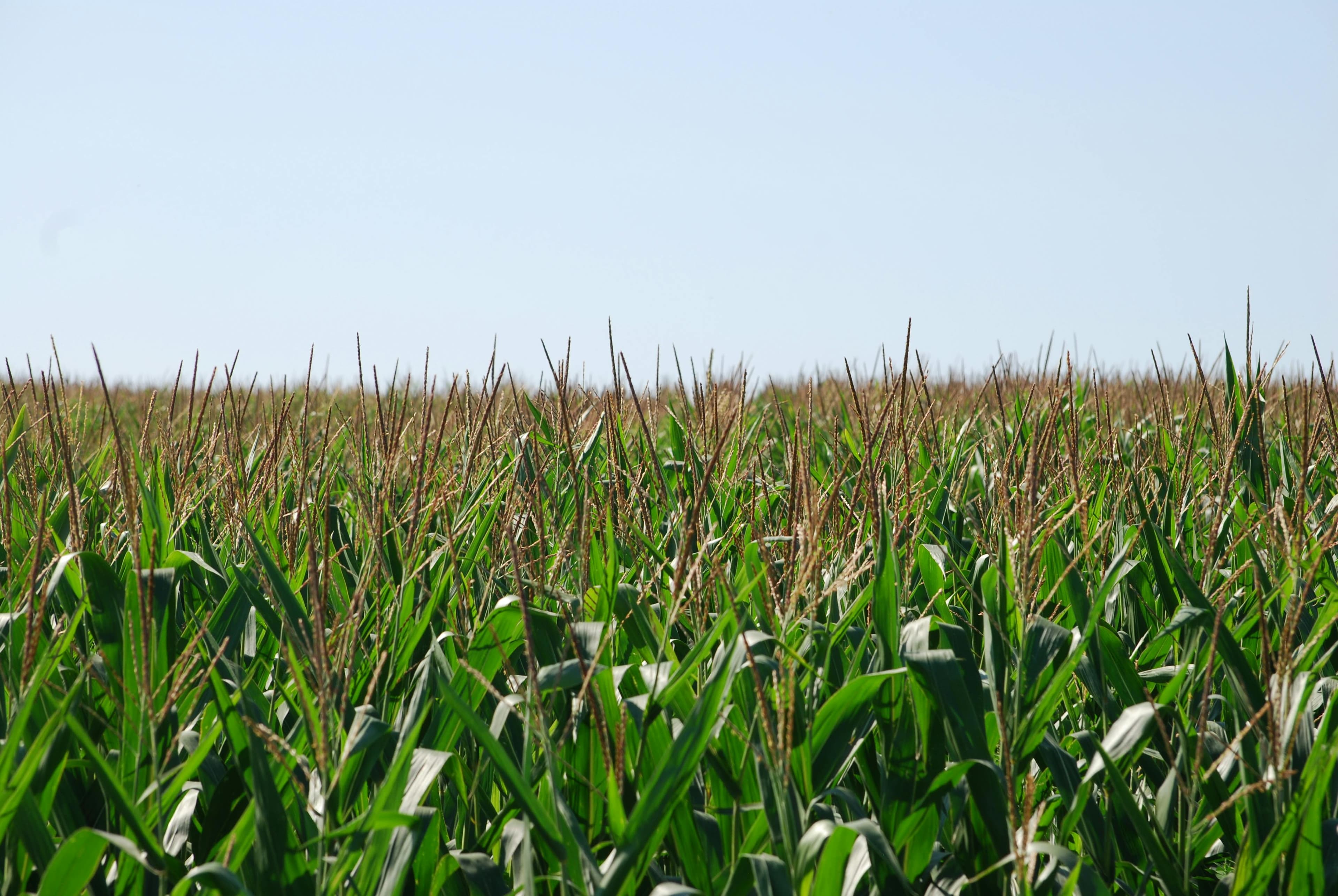 SwiftGro Organic Fertilizer