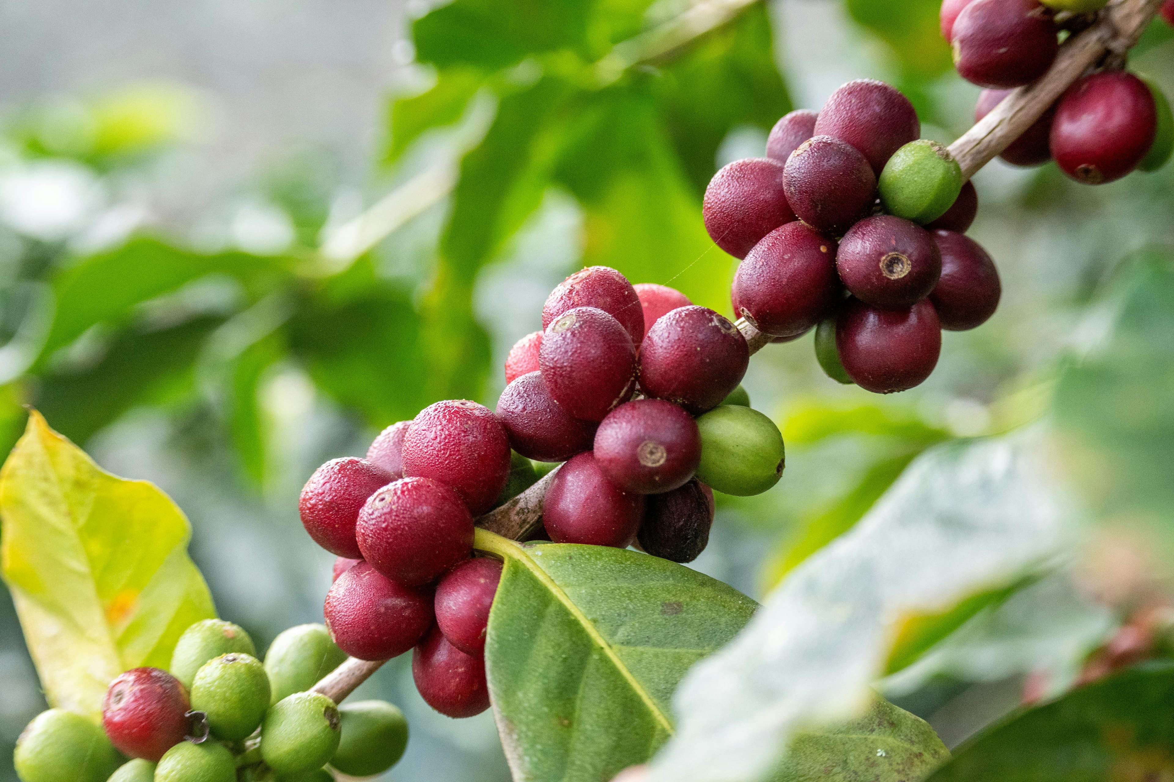 Premium Bio-Organic Products