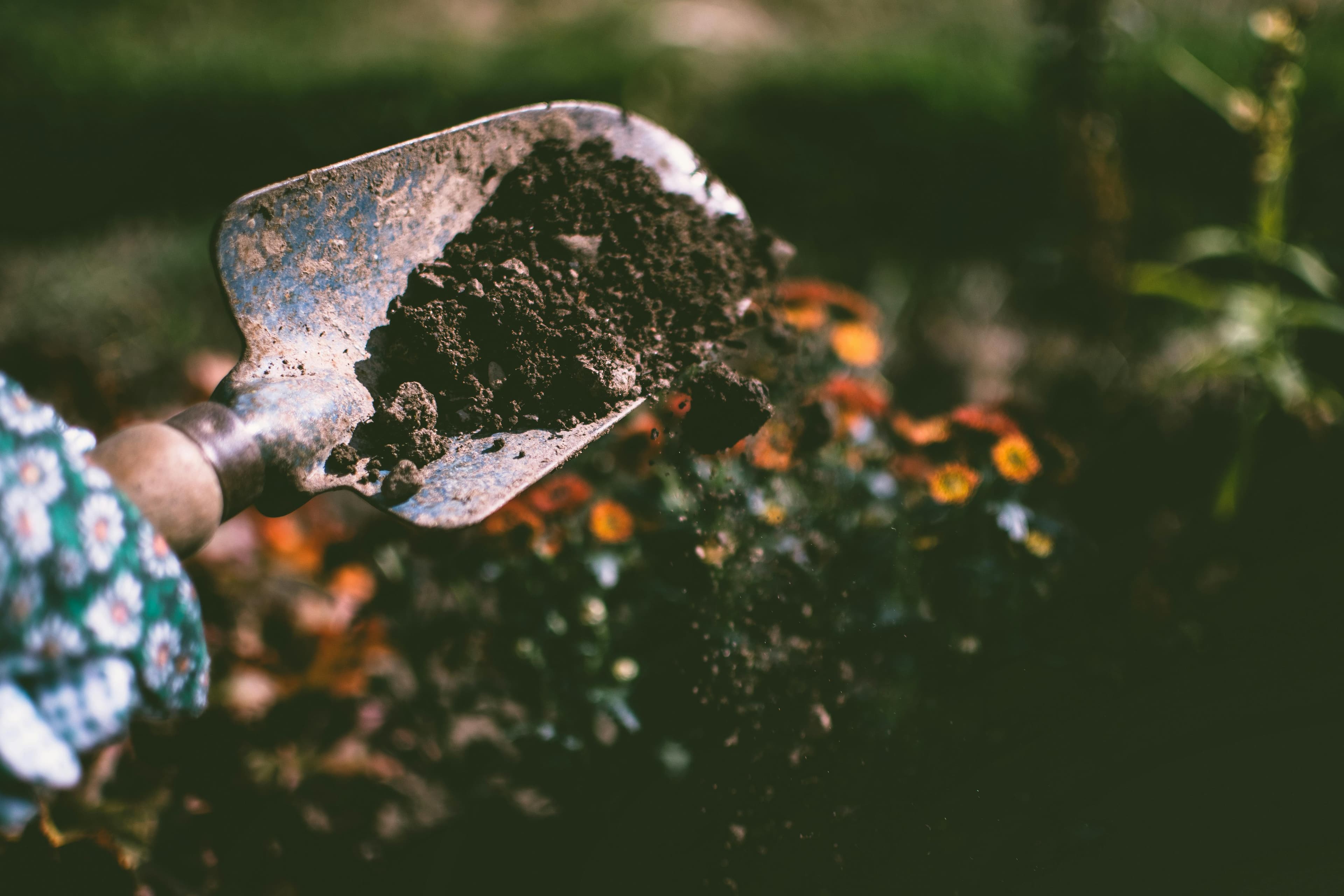 When to Apply Fertilizer for Maximum Growth