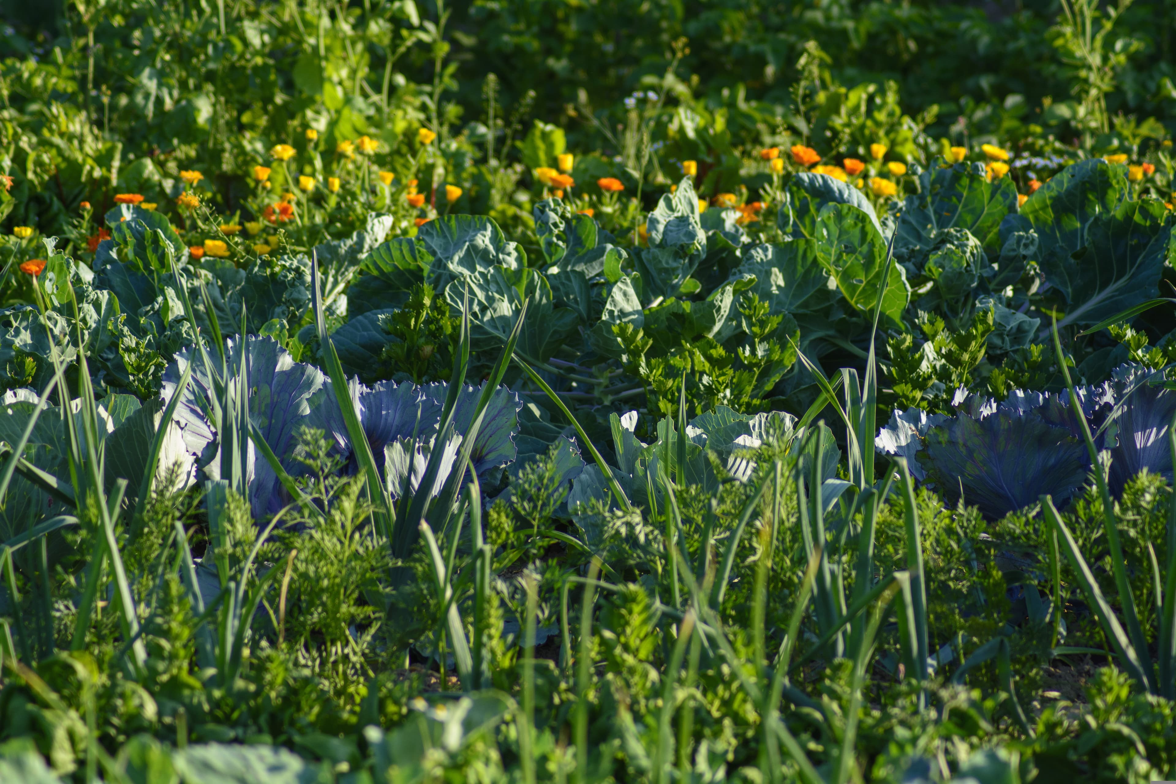 Top 3 Tips for Vegetable Gardening in Kajiado